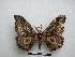  ( - PD-BC-1540)  @12 [ ] Copyright (2010) Unspecified Research Collection of Philippe Darge