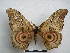  ( - PD-BC-1561)  @14 [ ] Copyright (2010) Unspecified Research Collection of Philippe Darge