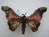  ( - PD-BC 2644)  @14 [ ] Copyright (2010) Unspecified Research Collection of Philippe Darge