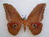  (Lobobunaea acetes - PD-BC 2699)  @15 [ ] Copyright (2010) Unspecified Research Collection of Philippe Darge