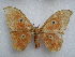  (Melanocera nereis - PD-BC 2726)  @11 [ ] Copyright (2010) Unspecified Research Collection of Philippe Darge