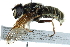  ( - BIOUG22800-A02)  @13 [ ] CreativeCommons - Attribution (2016) CBG Photography Group Centre for Biodiversity Genomics