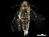  ( - BIOUG06011-D07)  @11 [ ] CreativeCommons - Attribution (2017) CBG Photography Group Centre for Biodiversity Genomics