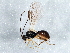  ( - BIOUG06009-E11)  @13 [ ] CreativeCommons - Attribution (2014) CBG Photography Group Centre for Biodiversity Genomics