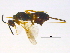  ( - BIOUG04654-H10)  @13 [ ] CreativeCommons - Attribution (2014) CBG Photography Group Centre for Biodiversity Genomics
