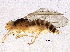  ( - BIOUG04867-G05)  @13 [ ] CreativeCommons - Attribution (2014) CBG Photography Group Centre for Biodiversity Genomics