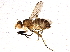  (Pteromicra steyskali - BIOUG04867-H08)  @14 [ ] CreativeCommons - Attribution (2014) CBG Photography Group Centre for Biodiversity Genomics
