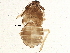  (Pissonotus canadensis - BIOUG04874-B11)  @12 [ ] CreativeCommons - Attribution (2014) CBG Photography Group Centre for Biodiversity Genomics
