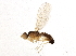  (Anthomyza oblonga - BIOUG04955-E01)  @14 [ ] CreativeCommons - Attribution (2014) CBG Photography Group Centre for Biodiversity Genomics