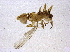 ( - BIOUG05095-F03)  @12 [ ] CreativeCommons - Attribution (2014) CBG Photography Group Centre for Biodiversity Genomics