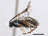  (Microgaster jft32 - BIOUG05096-E07)  @12 [ ] CreativeCommons - Attribution (2014) CBG Photography Group Centre for Biodiversity Genomics