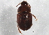  (Leiodes serripes - BIOUG04954-G01)  @14 [ ] CreativeCommons - Attribution (2014) CBG Photography Group Centre for Biodiversity Genomics