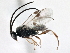  (Cotesia jft32 - BIOUG05096-F04)  @15 [ ] CreativeCommons - Attribution (2014) CBG Photography Group Centre for Biodiversity Genomics