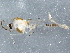 ( - BIOUG05119-D09)  @13 [ ] CreativeCommons - Attribution (2014) CBG Photography Group Centre for Biodiversity Genomics