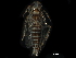  ( - BIOUG05961-H02)  @11 [ ] CreativeCommons - Attribution (2017) CBG Photography Group Centre for Biodiversity Genomics