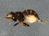  ( - BIOUG05970-E10)  @13 [ ] CreativeCommons - Attribution (2014) CBG Photography Group Centre for Biodiversity Genomics