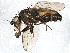  (Rachispoda lutosa - BIOUG06301-B01)  @14 [ ] CreativeCommons - Attribution (2014) CBG Photography Group Centre for Biodiversity Genomics
