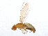  (Anthomyza mcalpinei - BIOUG06429-H01)  @14 [ ] CreativeCommons - Attribution (2014) CBG Photography Group Centre for Biodiversity Genomics