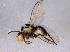  ( - BIOUG06718-B12)  @13 [ ] CreativeCommons - Attribution (2014) CBG Photography Group Centre for Biodiversity Genomics