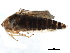  ( - BIOUG06850-A07)  @11 [ ] CreativeCommons - Attribution (2017) CBG Photography Group Centre for Biodiversity Genomics
