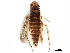  ( - BIOUG07312-G06)  @11 [ ] CreativeCommons - Attribution (2017) CBG Photography Group Centre for Biodiversity Genomics