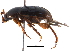  (Leiodes rufipes - BIOUG08221-H05)  @15 [ ] CreativeCommons - Attribution (2014) CBG Photography Group Centre for Biodiversity Genomics