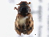  (Agoliinus leopardus - BIOUG08221-G09)  @14 [ ] CreativeCommons - Attribution (2014) CBG Photography Group Centre for Biodiversity Genomics