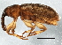  (Dorytomus - BIOUG07472-C02)  @15 [ ] CreativeCommons - Attribution (2014) CBG Photography Group Centre for Biodiversity Genomics