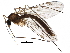  ( - BIOUG13568-H02)  @13 [ ] CreativeCommons - Attribution (2015) CBG Photography Group Centre for Biodiversity Genomics