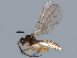  ( - BIOUG13752-B11)  @13 [ ] CreativeCommons - Attribution (2015) CBG Photography Group Centre for Biodiversity Genomics
