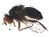  (Actia diffidens - BIOUG14222-B11)  @15 [ ] CreativeCommons - Attribution (2015) CBG Photography Group Centre for Biodiversity Genomics
