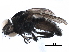  ( - BIOUG14077-C06)  @11 [ ] CreativeCommons - Attribution (2017) CBG Photography Group Centre for Biodiversity Genomics