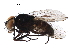  ( - BIOUG14077-D08)  @11 [ ] CreativeCommons - Attribution (2017) CBG Photography Group Centre for Biodiversity Genomics