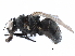  ( - BIOUG14109-B06)  @14 [ ] CreativeCommons - Attribution (2017) CBG Photography Group Centre for Biodiversity Genomics
