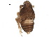  (Pissonotus radiolus - BIOUG14115-A12)  @12 [ ] CreativeCommons - Attribution (2015) CBG Photography Group Centre for Biodiversity Genomics