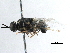  ( - BIOUG14233-C12)  @13 [ ] CreativeCommons - Attribution (2015) CBG Photography Group Centre for Biodiversity Genomics