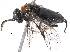  ( - BIOUG14270-B11)  @14 [ ] CreativeCommons - Attribution (2016) CBG Photography Group Centre for Biodiversity Genomics