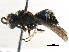  (Ancistrocerus cf. sp. A - BIOUG15088-B12)  @13 [ ] CreativeCommons - Attribution (2016) CBG Photography Group Centre for Biodiversity Genomics