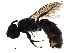  ( - BIOUG22698-B03)  @15 [ ] CreativeCommons - Attribution (2015) CBG Photography Group Centre for Biodiversity Genomics