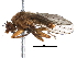  (Neoleria - BIOUG22779-D07)  @14 [ ] CreativeCommons - Attribution (2016) CBG Photography Group Centre for Biodiversity Genomics