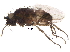  (Rachispoda cryptica species group - BIOUG23467-B04)  @14 [ ] CreativeCommons - Attribution (2015) CBG Photography Group Centre for Biodiversity Genomics