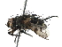  (Homalactia - BIOUG24315-G01)  @14 [ ] CreativeCommons - Attribution (2016) CBG Photography Group Centre for Biodiversity Genomics