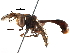  ( - BIOUG24315-H02)  @14 [ ] CreativeCommons - Attribution (2016) CBG Photography Group Centre for Biodiversity Genomics