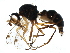  (Sepsis - BIOUG22734-H09)  @15 [ ] CreativeCommons - Attribution (2016) CBG Photography Group Centre for Biodiversity Genomics