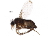  ( - BIOUG22772-D02)  @15 [ ] CreativeCommons - Attribution (2016) CBG Photography Group Centre for Biodiversity Genomics