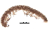  ( - BIOUG26720-C10)  @11 [ ] CreativeCommons - Attribution (2017) CBG Photography Group Centre for Biodiversity Genomics