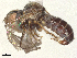  ( - BIOUG26748-G02)  @11 [ ] CreativeCommons - Attribution Share - Alike (2025) CBG Photography Group Centre for Biodiversity Genomics