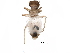  (Hemineura sp. 1EM&KJ - BIOUG22450-G03)  @14 [ ] CreativeCommons - Attribution (2016) CBG Photography Group Centre for Biodiversity Genomics