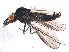  (Iteaphila nitidula - BIOUG05228-A02)  @14 [ ] CreativeCommons - Attribution (2014) CBG Photography Group Centre for Biodiversity Genomics
