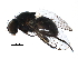  ( - BIOUG05292-A10)  @13 [ ] CreativeCommons - Attribution (2017) CBG Photography Group Centre for Biodiversity Genomics